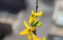 这种花优秀到没缺点，开花不输三角梅，却始终火不起来