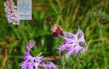 每天认识一种植物33:瞿麦