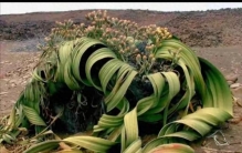 地球上的孤独者：世界十大珍稀植物，每一株都是时光的遗孤