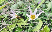 合肥市民散步偶遇老鸦瓣 专家：不是稀有植物，是植物里的“时间管理大师”