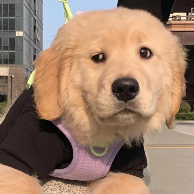 狗粮别乱买！2026 口碑排行榜告诉你，哪些品牌值得入