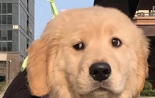 狗粮别乱买！2026 口碑排行榜告诉你，哪些品牌值得入