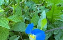 每天认识一种植物35:鸭跖草