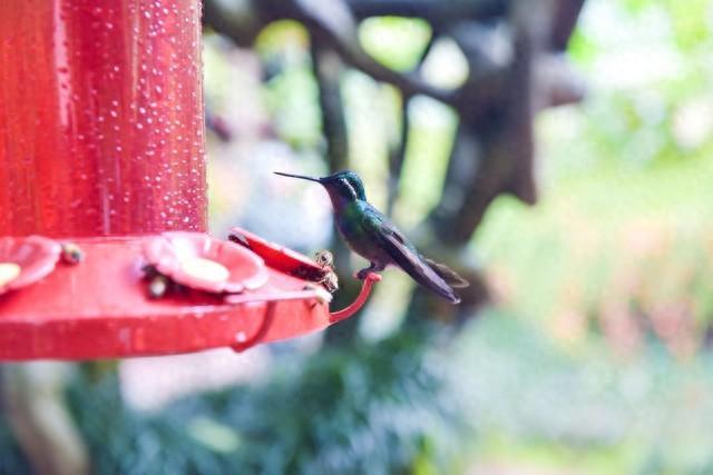 揭秘世界上最小的鸟！它竟然只有这么大？