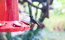 揭秘世界上最小的鸟！它竟然只有这么大？