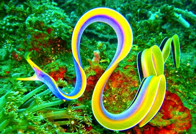 10种海洋生物，奇异恐怖，令人“毛骨悚然”