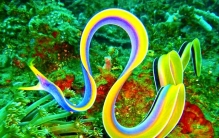 10种海洋生物，奇异恐怖，令人“毛骨悚然”