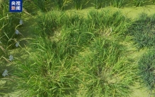 一种多收！我国科学家培育出多年生“长寿水稻”