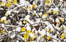 唠“科”话丨早春的花，为啥多数是黄色的？