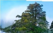 世界上最高最大的树，北美红杉