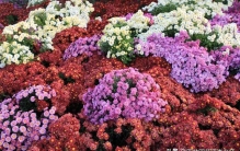 四季流转，花事未央：一份关于时令植物的深度养护与鉴赏指南