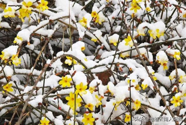 早春黄花霸屏背后：植物的低成本生存局与避虫指南