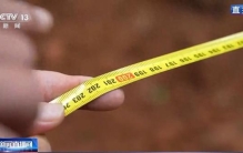 守护森林 看濒危植物的野外回归与守护