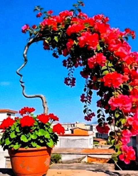 自然植物艺术之美