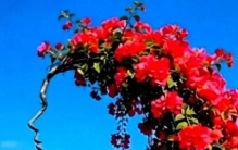 自然植物艺术之美