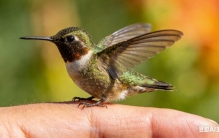 世界最小鸟类：体长仅5厘米，鸟蛋跟绿豆一样大