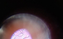 显微镜下的奇妙世界：探索微观宇宙的无限奥秘