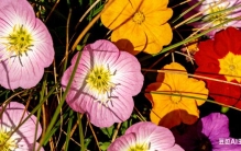 繁花为何多彩:揭秘花草艳丽色彩的奇妙奥秘