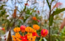 很会伪装的剧毒植物——马利筋