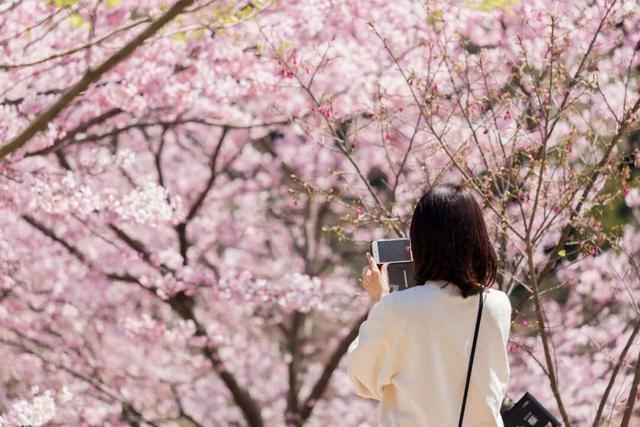 梅花、桃花、樱花……傻傻分不清？3招教你一眼识花！