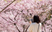 梅花、桃花、樱花……傻傻分不清？3招教你一眼识花！
