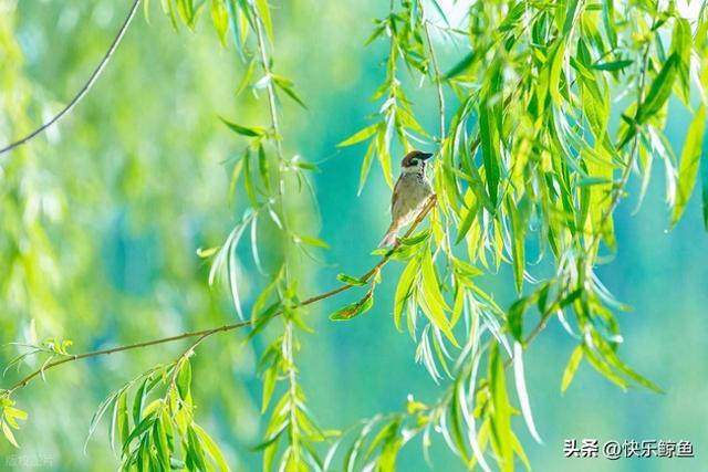 每天认识一种植物（乔木篇）——17柳树
