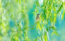 每天认识一种植物（乔木篇）——17柳树