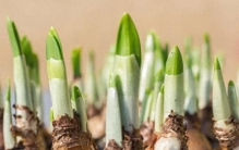 已有人中招：两种长得巨像的植物，一种很美味，另一种吃了中毒！注意区分→