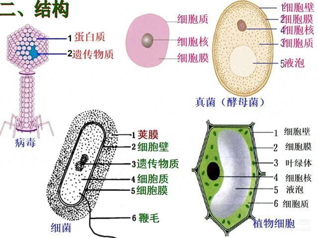 七年级生物细胞的对比常考点解析