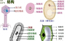 七年级生物细胞的对比常考点解析