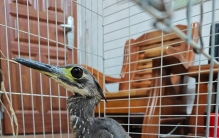 “世界上最神秘的鸟”惊现阳山！国家一级保护动物海南虎斑鳽获救助