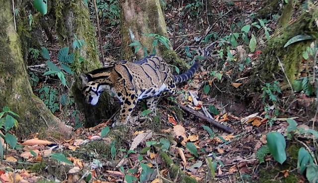 墨脱发现“龟纹豹”，犬齿长度为猫科动物之最！我国仅存不足百只