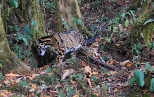 墨脱发现“龟纹豹”，犬齿长度为猫科动物之最！我国仅存不足百只