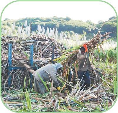 这座“甜岛”的甜蜜事业背后，有来自中国跨越山海的合作