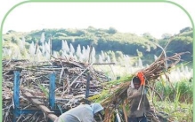 这座“甜岛”的甜蜜事业背后，有来自中国跨越山海的合作