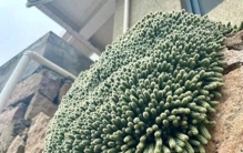 女子晒野生仙人掌，长的那叫一个旺盛，还特别精致，网友：咋长的