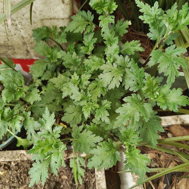 方寸花草间，独爱兰幽香