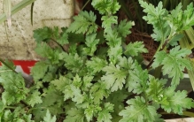 方寸花草间，独爱兰幽香