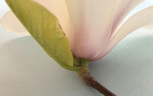 玉兰——被子植物中的“活化石”