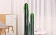 家里一摆就显贵！这6种冷门大绿植，客厅高级10倍