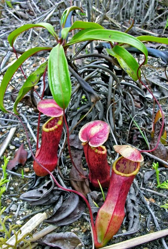 每天认识一种植物42:猪笼草