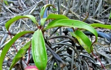 每天认识一种植物42:猪笼草