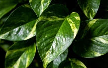 农学学姐私藏：不用大费周章，这几种植物最适合忙碌的备考党