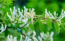 庭院“聚宝盆”！这12种植物，好看好种好吃，一年四季吃不完！