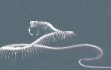 目前已知的世界上最大的蛇是什么蛇？有多大？