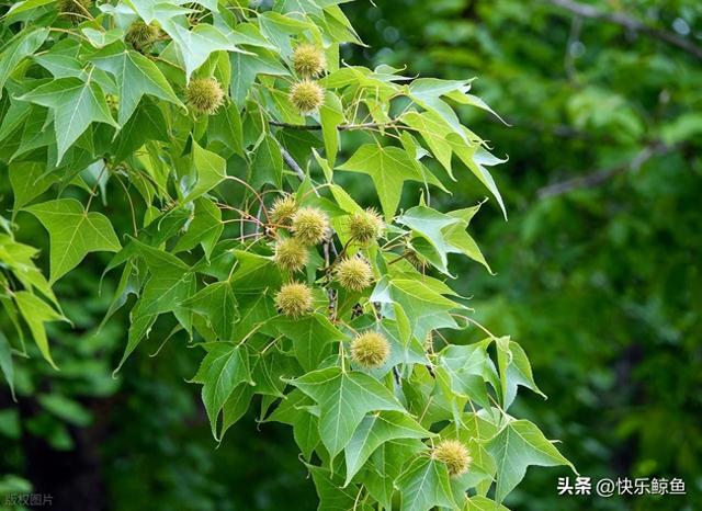 每天认识一种植物（乔木篇）——25枫香