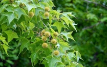 每天认识一种植物（乔木篇）——25枫香