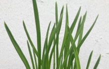 6、植物维持生物圈的稳定