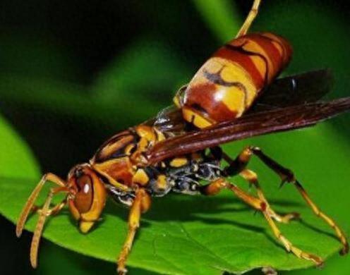 世界上十大最厉害的蜜蜂