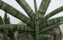 最耐阴的十大漂亮植物（10种耐阴绿植）